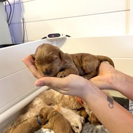 Goldendoodle Puppies from Loving Hearts Goldendoodles