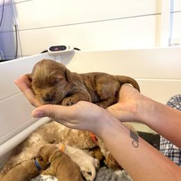 Goldendoodle Puppies from Loving Hearts Goldendoodles