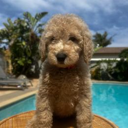 Girl 5 (orange collar girl) - Cream female Goldendoodle puppy in San Diego, California from Southside Doodles