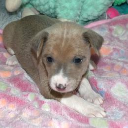 Cream, 2 - Blue cream and white female Basenji puppy in Eugene, Oregon from Basenji Puppies