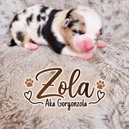 Zola - Blue merle and white female American Corgi puppy in Oak Harbor, Washington from Blackberry Hill Corgis