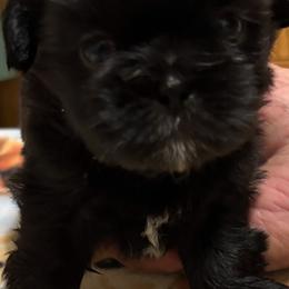 Walter - Black and white male Shih Tzu puppy in Claremore, Oklahoma from Reputable Shih tz Breeders  and Buyers In Oklahoma