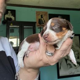 Boy 2 - Piebald male Dachshund puppy in Onalaska, Texas from Nicholes Doxies
