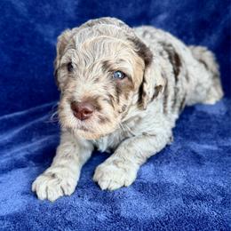 Waltz - Merle male Goldendoodle puppy in Mc Kinney, Texas from Flair Doodles