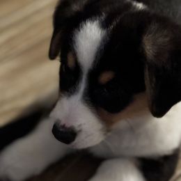 Cardigan Welsh Corgi Puppies from LoneStar Cardigan Welsh Corgis