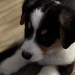 Cardigan Welsh Corgi Puppies from LoneStar Cardigan Welsh Corgis