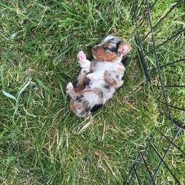 Boy 1 - Blue merle male Miniature Australian Shepherd puppy in Prairie City, Oregon from Mini Aussies