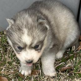 Serena - Gray and white female Siberian Husky puppy in Summerville, South Carolina from Carolina Husky Lodge