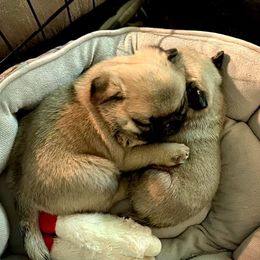 Great Pyrenees, Pekingese, and Pug Puppies from Triptych Kennels