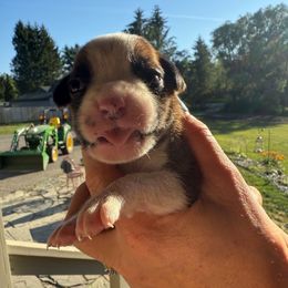 Siena - Fawn female Boxer puppy in Jamesville, New York from Reynolds Homestead Boxers