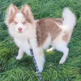 Pomsky Puppies from Tony Hwang