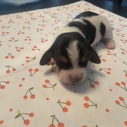 Girl 2 - Black white and brown female Basset Hound puppy in Woodruff, South Carolina from LONG EARS FARM AKC BASSET HOUNDS