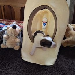 Happy - Tri-color male Russell Terrier puppy in Traverse City, Michigan from Boardman valley kennels