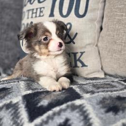 Camo - Blue merle male Toy Australian Shepherd puppy in Killen, Alabama from Wilkers Wholehearted Mini Aussies