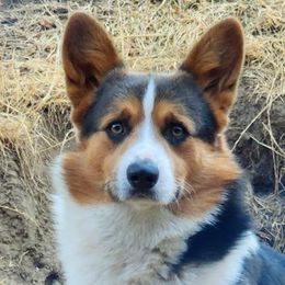 MO - Pembroke Welsh Corgi