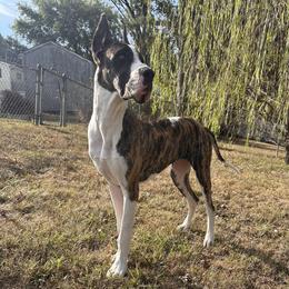 Morrigan - Great Dane