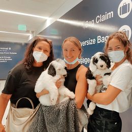 Bernedoodle, Bernese Mountain Dog, Poodle, and Sheepadoodle Puppies from My Fair Doodles