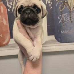 Boy 3 - Fawn male Pug puppy in Auburn, Kentucky from Prentice Family Pugs