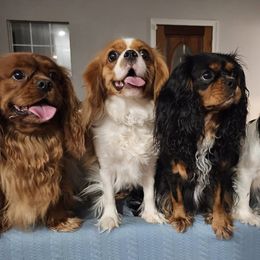Cavalier King Charles Spaniels from Hickory Farms Cavalier King Charles Spaniels