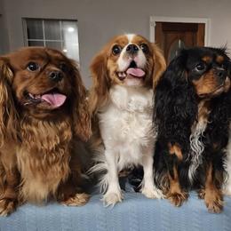 Cavalier King Charles Spaniels from Hickory Farms Cavalier King Charles Spaniels