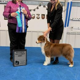 Australian Shepherd All Grown Up from CherryCove Aussies