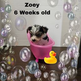 Lilac Parti girl - Parti female Yorkshire Terrier puppy in Inverness, Florida from Luvayorkie&more