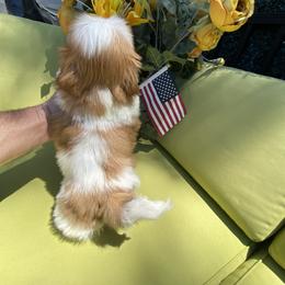 Boy 3 - male Shih Tzu puppy in Troy, Michigan from "Shihtzu Best Friend"