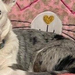 Cardigan Welsh Corgis from Katie Rogers