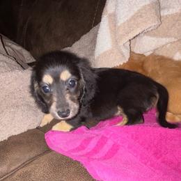 Black and cream girl - Black and cream female Dachshund puppy in Mayfield, Kentucky from H&C’s Dachshunds and Retrievers