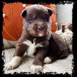 Goblin - Red and white male Siberian Husky puppy in Union Grove, Alabama from Southern Siberian Life