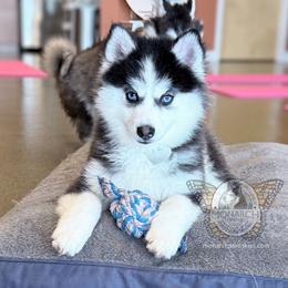JoeJoe - Black and white male Pomsky puppy in Greeley, Colorado from Monarch Pomskies | Northern Colorado