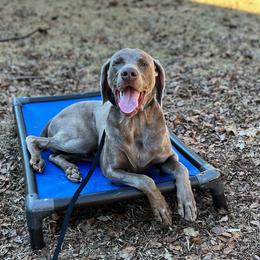Theo - Weimaraner