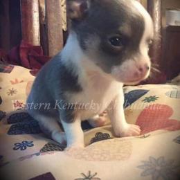 Chihuahua and Chinese Crested Puppies from Western Kentucky Chihuahua’s and Chinese Crested’s