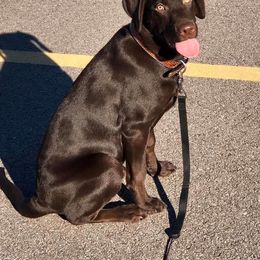 Dilute Retriever and Labrador Retriever Puppies from CKB Labradors