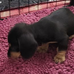 Dachshund Puppies from Happy Acres  Miniature Dachshunds