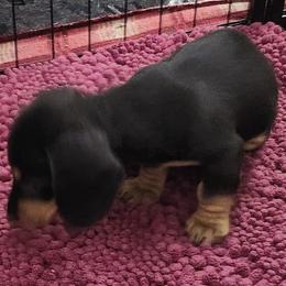Dachshund Puppies from Happy Acres  Miniature Dachshunds