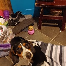 Marshall - Dachshund