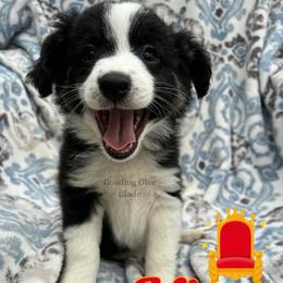 King - Black tri male Miniature Australian Shepherd puppy in Millington, Tennessee from Goading Glee Glade