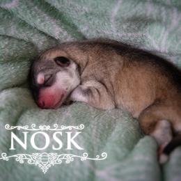 Nosk - Gray and white male Siberian Husky puppy in Greenville, North Carolina from Ivie Huskies