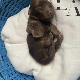 Dachshund Puppies from L & A Dachshunds