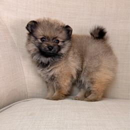Pixie - Orange female Pomeranian puppy in Phoenix, Arizona from Luxpomz
