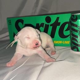 Sprite - White and black female Dalmatian puppy in Des Moines, Iowa from Spot Splattered Dalmatians