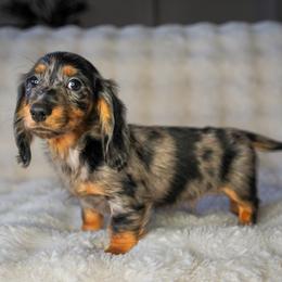 Eagle - Dapple male Dachshund puppy in Temecula, California from Naomi Magee's Dachshund Kennel