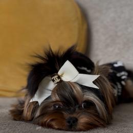Rome - Yorkshire Terrier