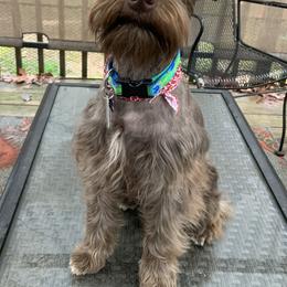 Coco - Miniature Schnauzer