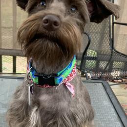 Coco - Miniature Schnauzer