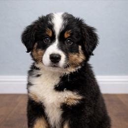 Rueben - Black tri-color male Australian Shepherd puppy in Traer, Iowa from Kelly Arndt