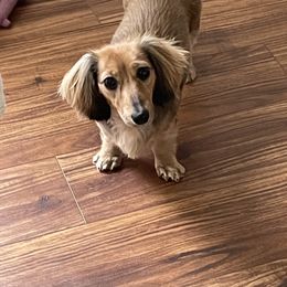 Dachshund Puppies from Little Kisses Doxies