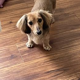 Dachshund Puppies from Little Kisses Doxies