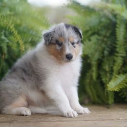 Louis Vuitton - Blue merle white and tan male Collie puppy in Huffville, Virginia from Blackberry Hills Cattle dogs and Collies